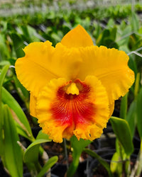 Yellow Red Cattleya Flower seeds for Planting - Long Bloom Season, Heirloom & GMO Free Seeds for Home Garden