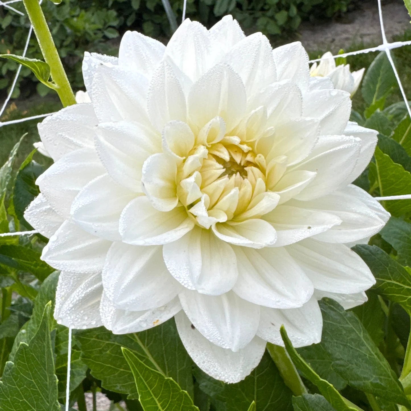 White Swan Dahlia Flower seeds for Planting - Easy to Grow, Heirloom & GMO Free Seeds for Home Garden