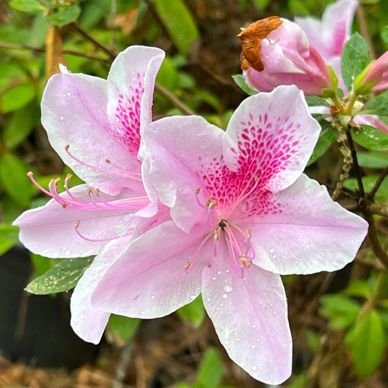 Pink Trifoliate Forsythia Flower seeds for Planting - Colorful Display, Heirloom & GMO Free Seeds for Home Garden