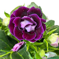 Deep Purple Gloxinia Flower seeds for Planting Sun Loving Heirloom & GMO Free Seeds for Home Garden