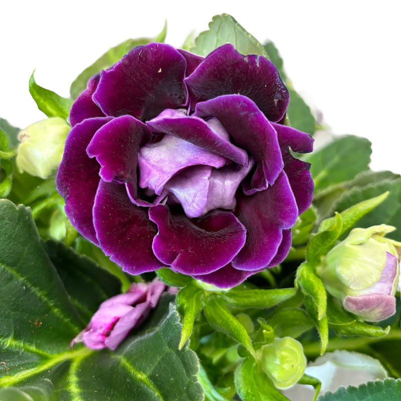 Deep Purple Gloxinia Flower seeds for Planting Sun Loving Heirloom & GMO Free Seeds for Home Garden