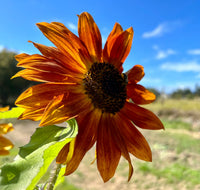 Orange Mini Sunflower Seeds for Easy Planting