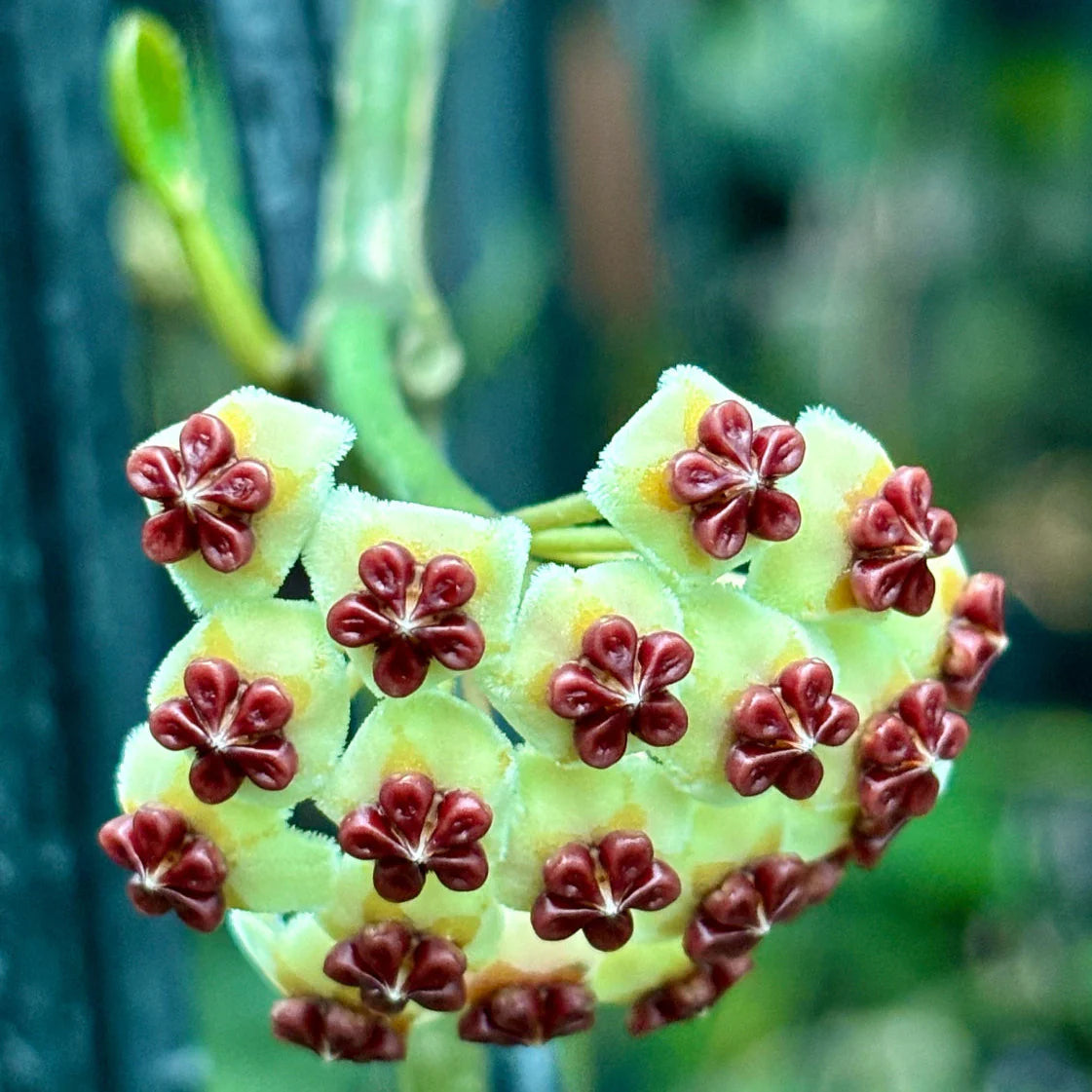 Hoya Kerrii Flower seeds for Planting Compact Growth Heirloom & GMO Free Seeds for Home Garden 
 
 Sale