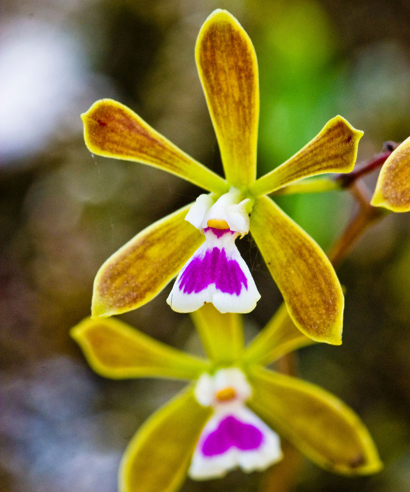 Butterfly Orchid Flower seeds for Planting - Cut Flower Favorite, Heirloom & GMO Free Seeds for Home Garden