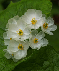 Skeleton Flower seeds for Planting - Wildflower Mix, Heirloom & GMO Free Seeds for Home Garden