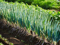 Scallion Vegetable Seeds  Perfect for Planting
