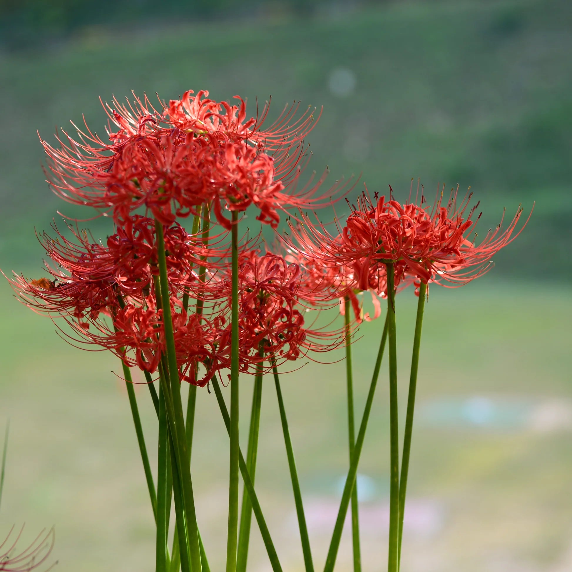 Mixed Higanbana Flower Seeds for Planting Drought Tolerant Heirloom & GMO Free Seeds for Home Garden
 
 Sale