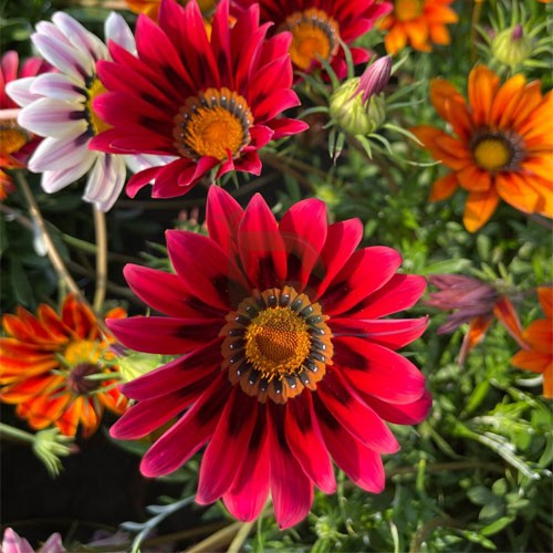 Red Gazania Flower Seeds Planting