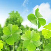 Army Green Four Leaf Clover for Planting Long Bloom Season Heirloom & GMO Free Seeds for Home Garden
 
 Sale