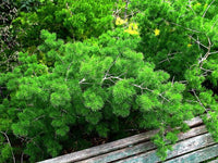 Myriocladus Flower seeds for Planting Drought Tolerant Heirloom & GMO Free Seeds for Home Garden