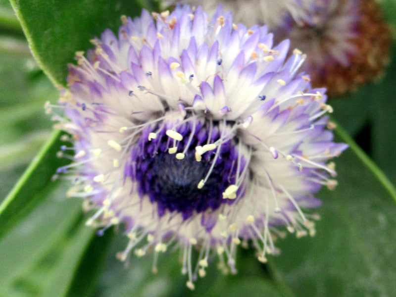 Globularia Flower seeds for Planting Sun Loving Heirloom & GMO Free Seeds for Home Garden 
 
 Sale
