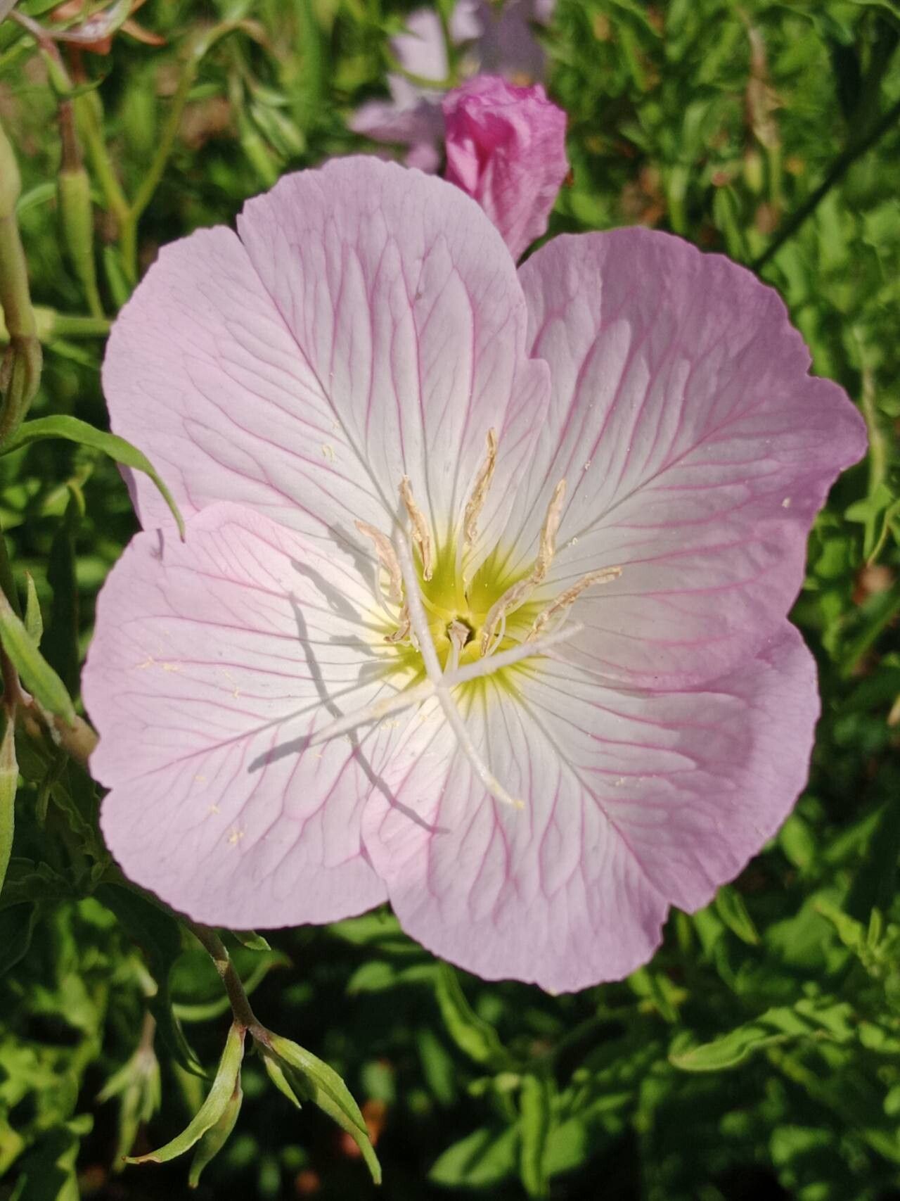 Pink Primula Malacoides Flower seeds for Planting - Premium Quality, Heirloom & GMO Free Seeds for Home Garden