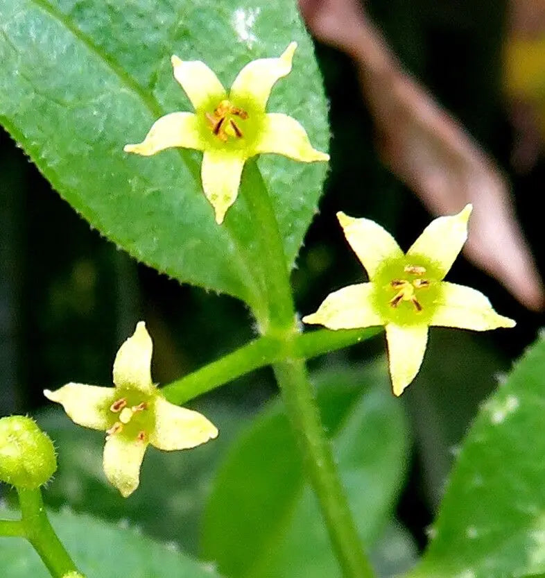 Green Rubia Tinctorum Flower seeds for Planting Garden Favorite Heirloom & GMO Free Seeds for Home Garden
 
 Sale