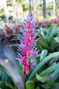 Purple Pink Bromeliad Flower seeds for Planting Premium Quality Heirloom & GMO Free Seeds for Home Garden