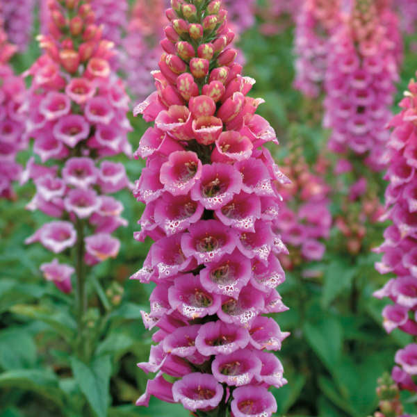 Pink Lady's Glove Flower seeds for Planting - Cut Flower Favorite, Heirloom & GMO Free Seeds for Home Garden