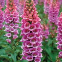 Pink Lady's Glove Flower seeds for Planting - Cut Flower Favorite, Heirloom & GMO Free Seeds for Home Garden