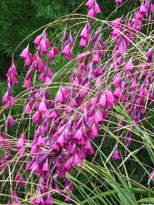 Purple Dierama Pendulum Flower seeds for Planting - Pollinator Friendly, Heirloom & GMO Free Seeds for Home Garden