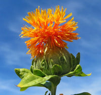 Safflower Flower seeds for Planting Hardy Variety Heirloom & GMO Free Seeds for Home Garden