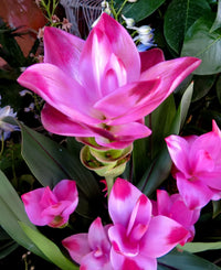 Curcuma Alismatifolia Flower seeds for Planting Garden Favorite Heirloom & GMO Free Seeds for Home Garden