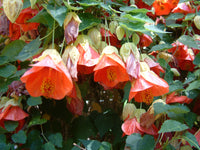 Mixed Abutilon Flower seeds for Planting - Bright Blooms, Heirloom & GMO Free Seeds for Home Garden