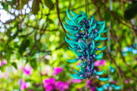 Green Strongylodon Macrobotrys Flower seeds for Planting Wildflower Mix Heirloom & GMO Free Seeds for Home Garden