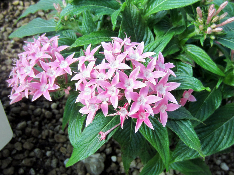 Pentas Lanceolata Flower seeds for Planting - Cut Flower Favorite, Heirloom & GMO Free Seeds for Home Garden