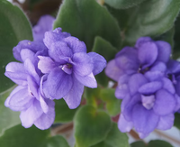 PLAT Firm Flower seeds for Planting Compact Growth Heirloom & GMO Free Seeds for Home Garden 
 
 Sale