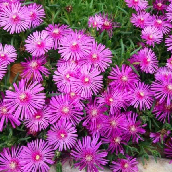 Delosperma Cooperi Flower seeds for Planting Seasonal Bloomer Heirloom & GMO Free Seeds for Home Garden
 
 Sale