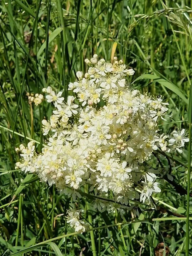 Green Filipendula Flower seeds for Planting - Fragrant Blossoms, Heirloom & GMO Free Seeds for Home Garden