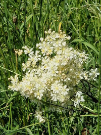Green Filipendula Flower seeds for Planting - Fragrant Blossoms, Heirloom & GMO Free Seeds for Home Garden