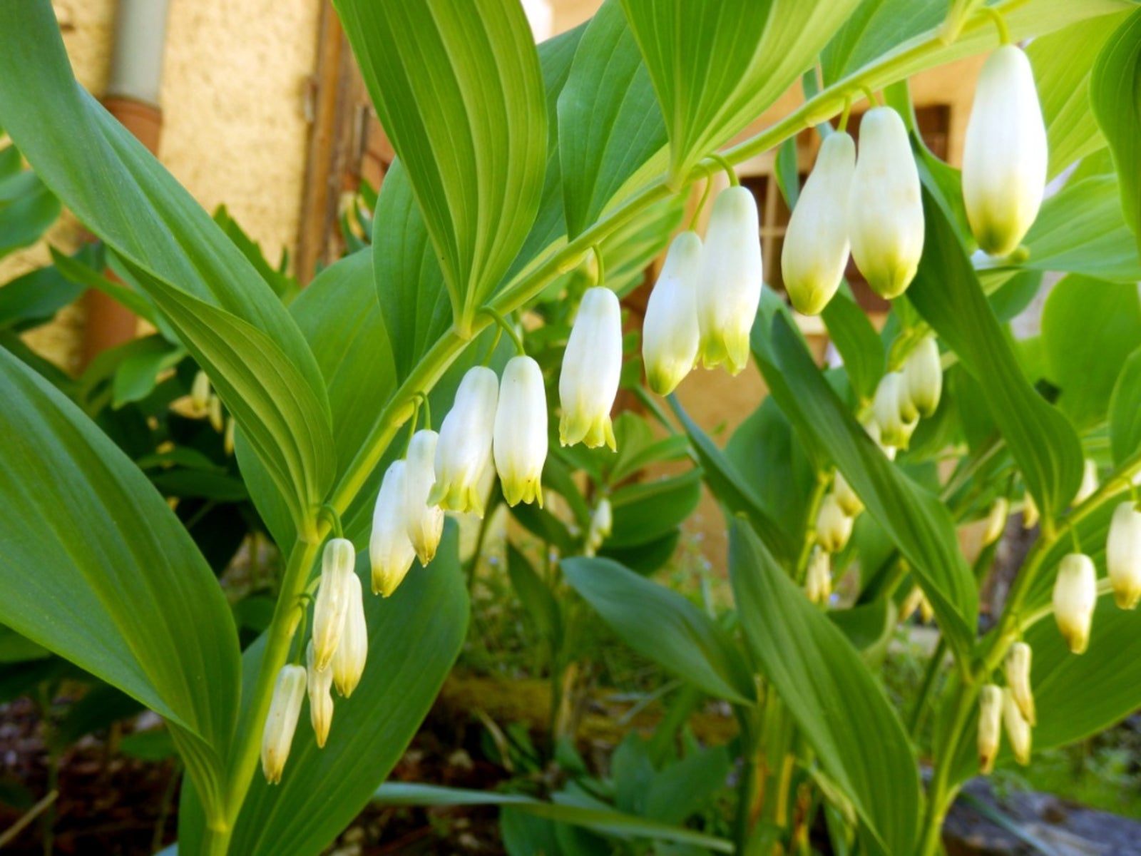 White Solomons Flower Planting for Lush Gardens - Seeds for Brightening Your Outdoor Spaces
