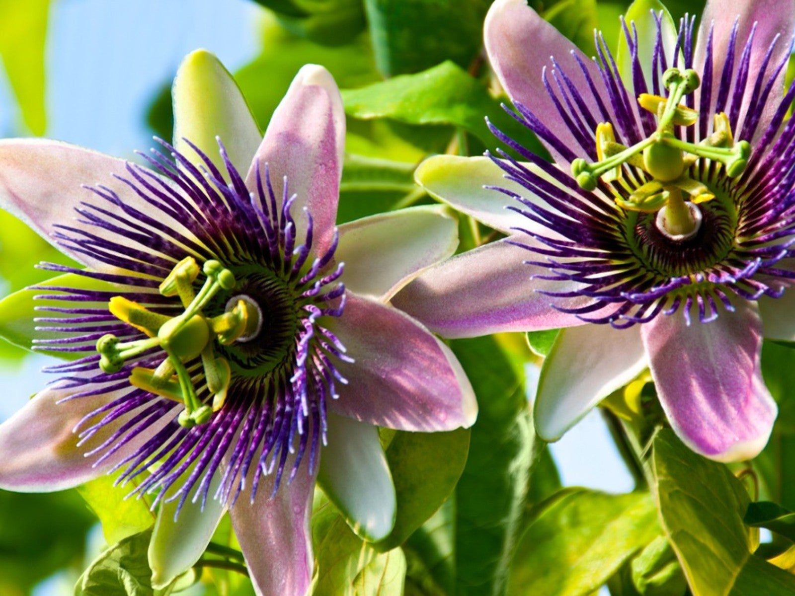 Passion Flower seeds for Planting Seasonal Bloomer Heirloom & GMO Free Seeds for Home Garden