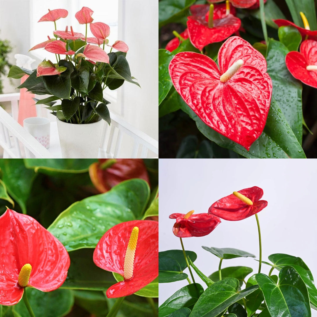 Mixed Anthurium Andraeanu Flower seeds for Planting - Perfect for Borders, Heirloom & GMO Free Seeds for Home Garden