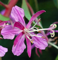 Willowherb Flower Seeds for Vibrant Garden Spaces - Seed for Natural Beauty