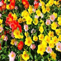 Light Yellow Gloxinia Flower Seeds – Cut Flower Favorite Heirloom & NonGMO for Home Garden
 
 Sale