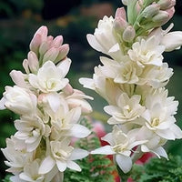 Asperata Flower seeds for Planting - Hardy Variety, Heirloom & GMO Free Seeds for Home Garden