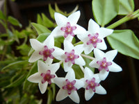 Hoya Bella Flower seeds for Planting - Shade Tolerant, Heirloom & GMO Free Seeds for Home Garden