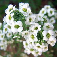 Alyssum Flower seeds for Planting Cut Flower Favorite Heirloom & GMO Free Seeds for Home Garden