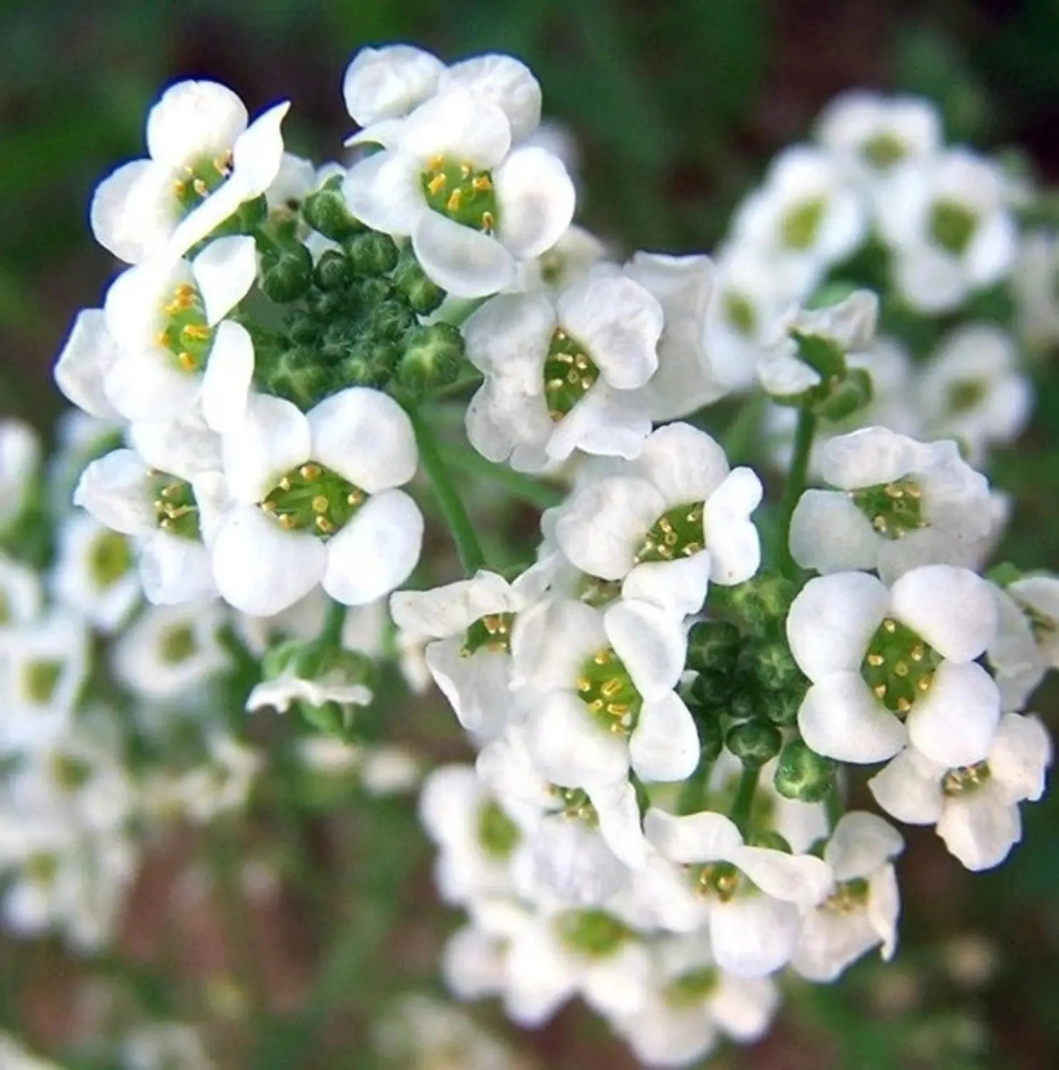 Lobularia Flower seeds for Planting Low Maintenance Heirloom & GMO Free Seeds for Home Garden 
 
 Sale