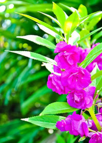 Violet Balsam Camellia Flower Seeds for Planting Drought Tolerant Heirloom & GMO Free Seeds for Home Garden
 
 Sale