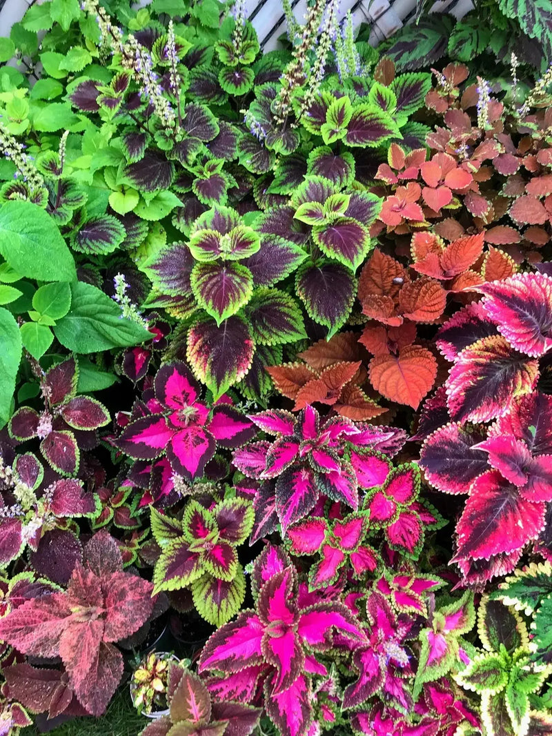 Coleus Jazz Marmor Seeds for Planting flower bed home garden
