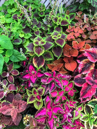 Coleus Jazz Marmor Seeds for Planting flower bed home garden