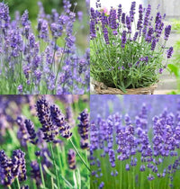 Blue Lavender Munstead Seeds for Planting