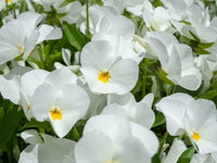 Heirloom Pansy Flower seeds for Planting Compact Growth Heirloom & GMO Free Seeds for Home Garden