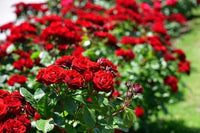 Red Ruby Rose Flower Seeds for Planting Colorful Display Heirloom & GMO Free Seeds for Home Garden
 
 Sale