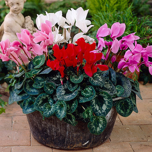 Mixed Color Cyclamen Seeds for Planting  Vibrant Flower Seeds for Your Garden