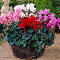 Mixed Color Cyclamen Seeds for Planting  Vibrant Flower Seeds for Your Garden