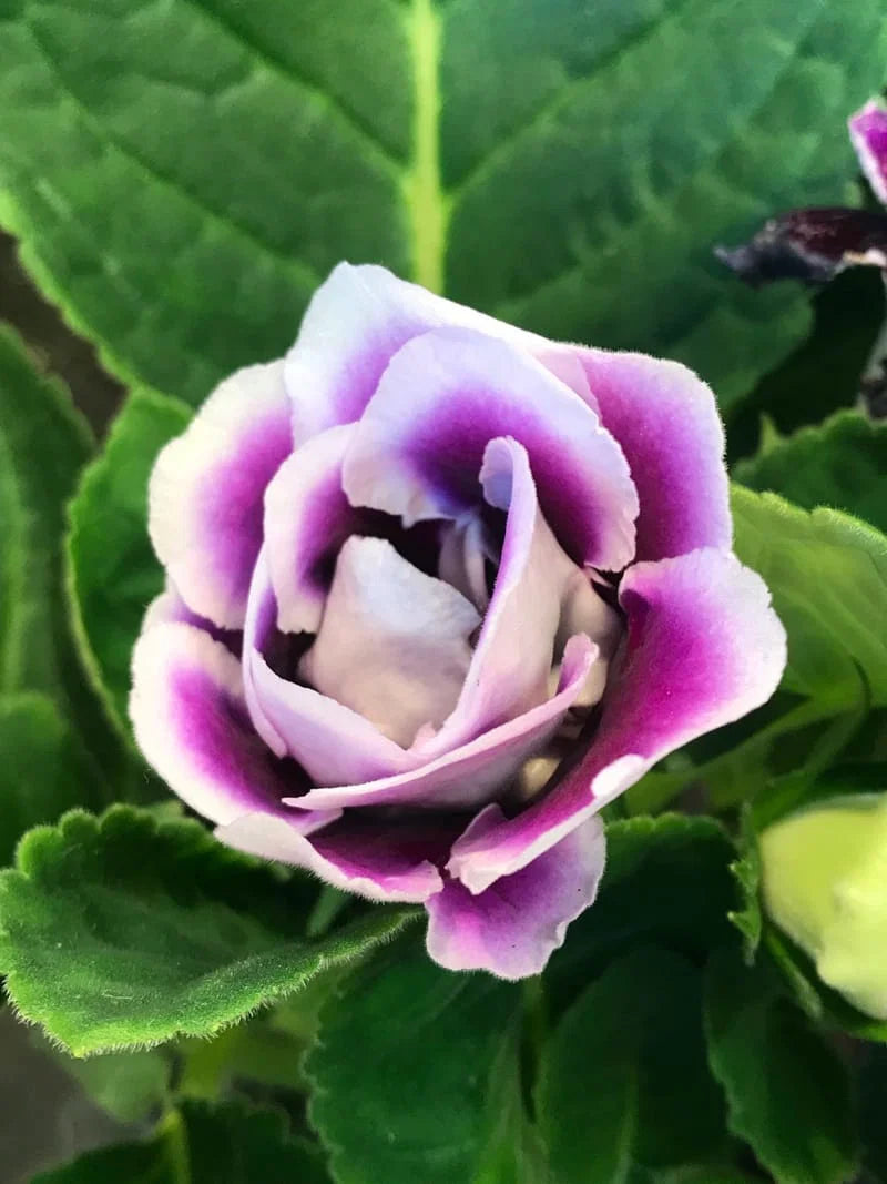 White Purple Gloxinia Flower seeds for Planting - Long Bloom Season, Heirloom & GMO Free Seeds for Home Garden