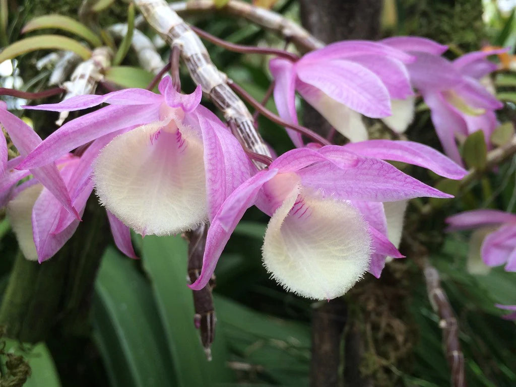 Dendrobium Aphyllum Flower seeds for Planting Long Bloom Season Heirloom & GMO Free Seeds for Home Garden