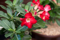 Desert Plant Flower seeds for Planting - Long Bloom Season, Heirloom & GMO Free Seeds for Home Garden